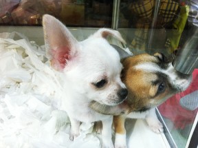 IMG_1181 IMG_1181